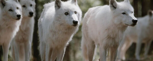 parc animalier de Courzieu