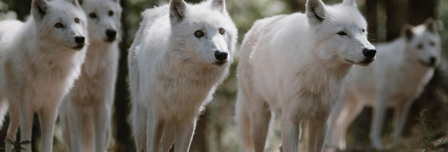 parc animalier de Courzieu